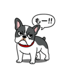 フレンチブルドッグ(ブラックパイド)（個別スタンプ：21）