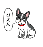 フレンチブルドッグ(ブラックパイド)（個別スタンプ：23）