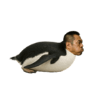 おじペンギン（個別スタンプ：4）
