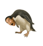 おじペンギン（個別スタンプ：12）