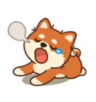 かわいいブラウンシバ犬「マランちゃん」（個別スタンプ：36）
