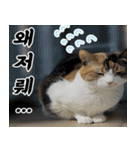 ねこかぞく-韓国語（個別スタンプ：1）