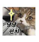 ねこかぞく-韓国語（個別スタンプ：2）