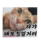 ねこかぞく-韓国語（個別スタンプ：3）