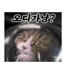 ねこかぞく-韓国語（個別スタンプ：4）