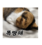 ねこかぞく-韓国語（個別スタンプ：5）
