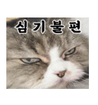 ねこかぞく-韓国語（個別スタンプ：6）