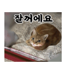 ねこかぞく-韓国語（個別スタンプ：7）