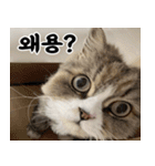 ねこかぞく-韓国語（個別スタンプ：8）