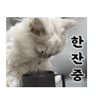 ねこかぞく-韓国語（個別スタンプ：9）