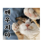 ねこかぞく-韓国語（個別スタンプ：10）