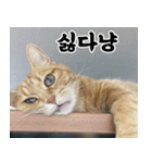 ねこかぞく-韓国語（個別スタンプ：11）