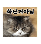 ねこかぞく-韓国語（個別スタンプ：12）
