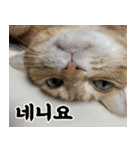 ねこかぞく-韓国語（個別スタンプ：13）