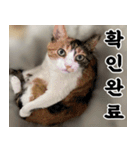 ねこかぞく-韓国語（個別スタンプ：14）