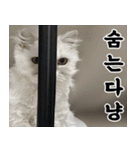 ねこかぞく-韓国語（個別スタンプ：15）