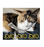 ねこかぞく-韓国語（個別スタンプ：17）
