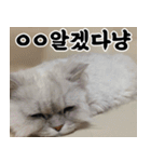 ねこかぞく-韓国語（個別スタンプ：18）
