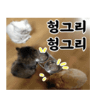 ねこかぞく-韓国語（個別スタンプ：19）