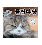 ねこかぞく-韓国語（個別スタンプ：20）