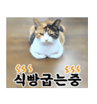 ねこかぞく-韓国語（個別スタンプ：21）