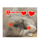 ねこかぞく-韓国語（個別スタンプ：22）