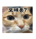 ねこかぞく-韓国語（個別スタンプ：23）