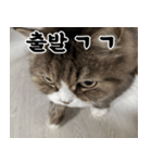 ねこかぞく-韓国語（個別スタンプ：24）
