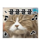 ねこかぞく-韓国語（個別スタンプ：25）