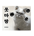 ねこかぞく-韓国語（個別スタンプ：26）