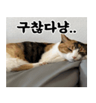 ねこかぞく-韓国語（個別スタンプ：27）