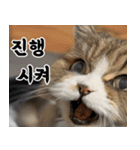 ねこかぞく-韓国語（個別スタンプ：28）