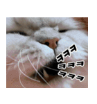 ねこかぞく-韓国語（個別スタンプ：29）