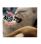 ねこかぞく-韓国語（個別スタンプ：30）