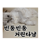 ねこかぞく-韓国語（個別スタンプ：31）