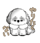 新・B＆Wシーズー犬  「やるかやらないか」（個別スタンプ：12）