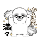 新・B＆Wシーズー犬  「やるかやらないか」（個別スタンプ：13）