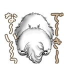 新・B＆Wシーズー犬  「やるかやらないか」（個別スタンプ：20）