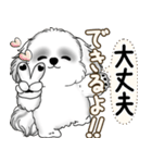 新・B＆Wシーズー犬  「やるかやらないか」（個別スタンプ：21）