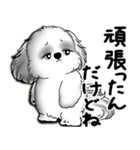新・B＆Wシーズー犬  「やるかやらないか」（個別スタンプ：27）