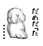 新・B＆Wシーズー犬  「やるかやらないか」（個別スタンプ：28）