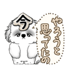 新・B＆Wシーズー犬  「やるかやらないか」（個別スタンプ：31）