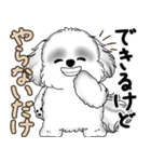 新・B＆Wシーズー犬  「やるかやらないか」（個別スタンプ：37）