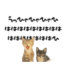 うちのねこ「るとら」（個別スタンプ：2）