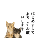 うちのねこ「るとら」（個別スタンプ：3）
