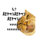 うちのねこ「るとら」（個別スタンプ：4）