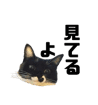 うちのねこ「るとら」（個別スタンプ：5）
