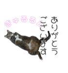 うちのねこ「るとら」（個別スタンプ：7）