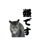 うちのねこ「るとら」（個別スタンプ：8）