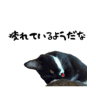 うちのねこ「るとら」（個別スタンプ：12）